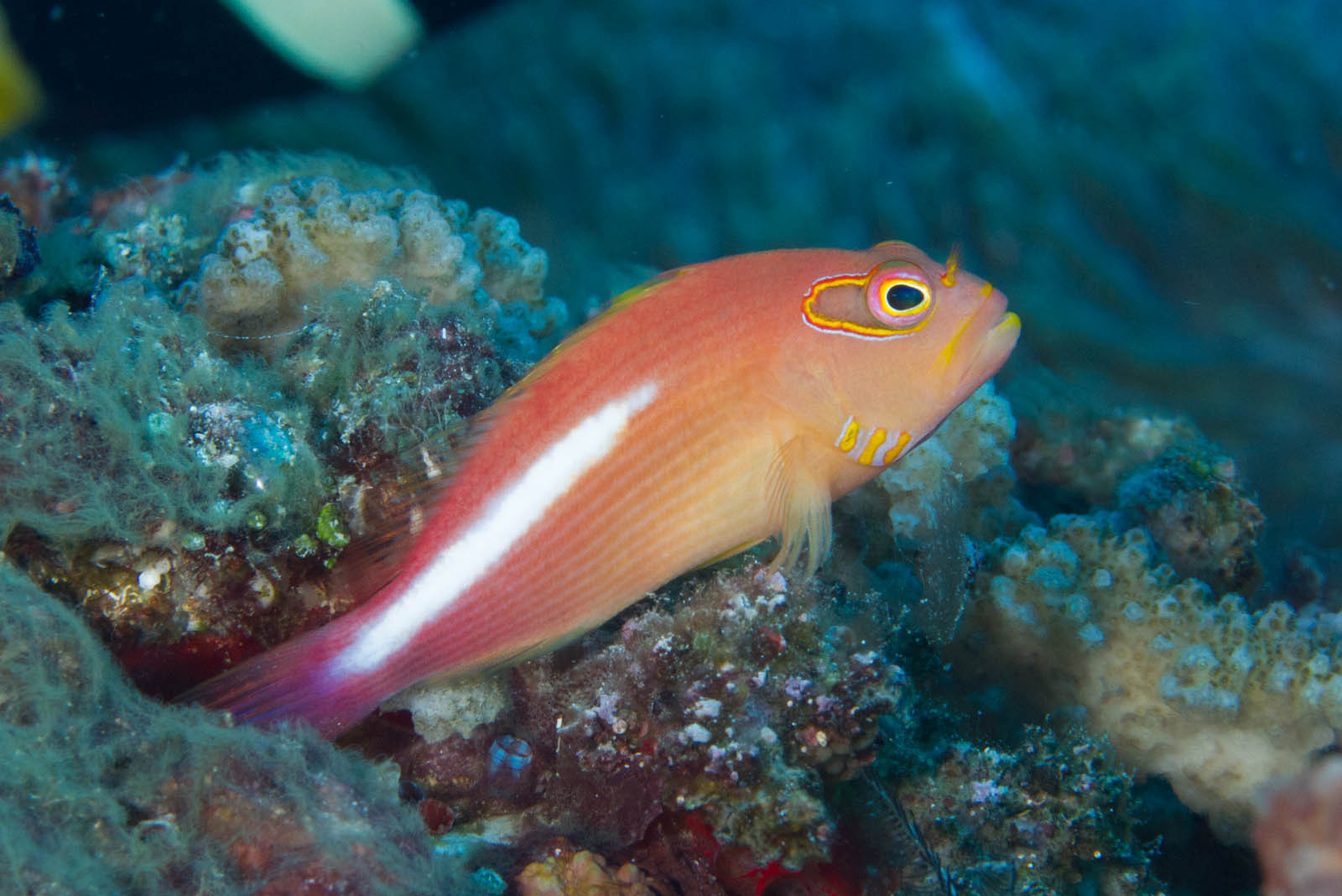 image of paracirrhites arcatus \(arc-eye hawkfish\)