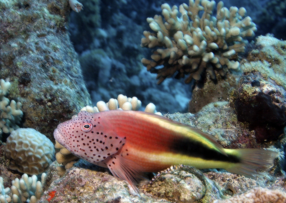 image of paracirrhites forsteri \(blackside hawkfish\)