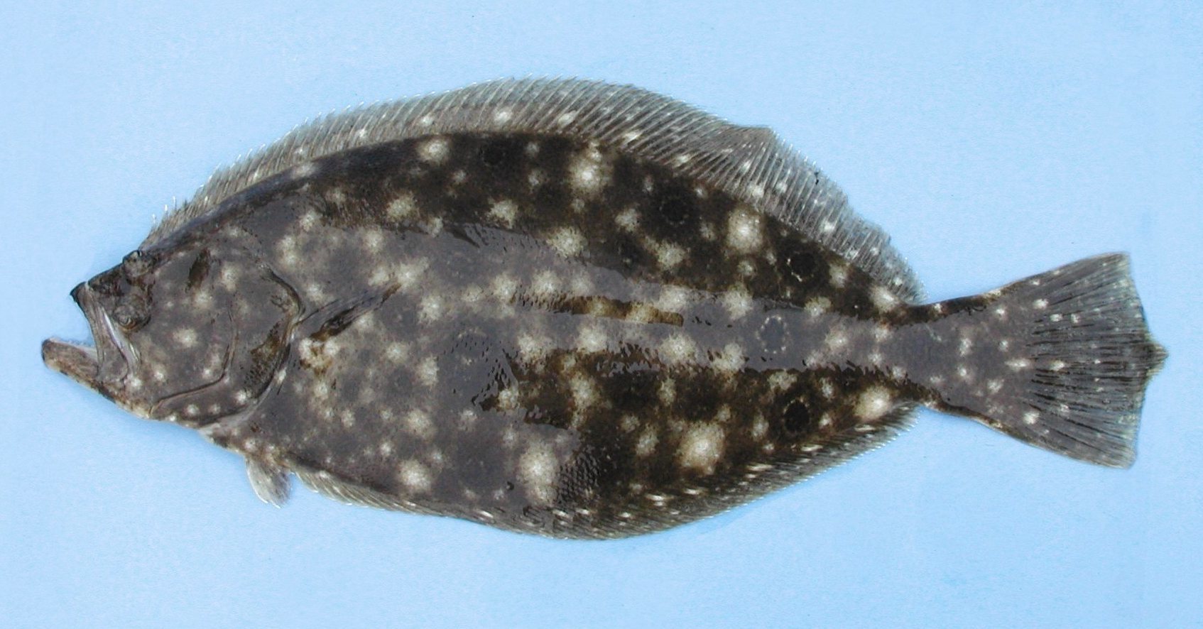image of paralichthys dentatus \(summer flounder\)