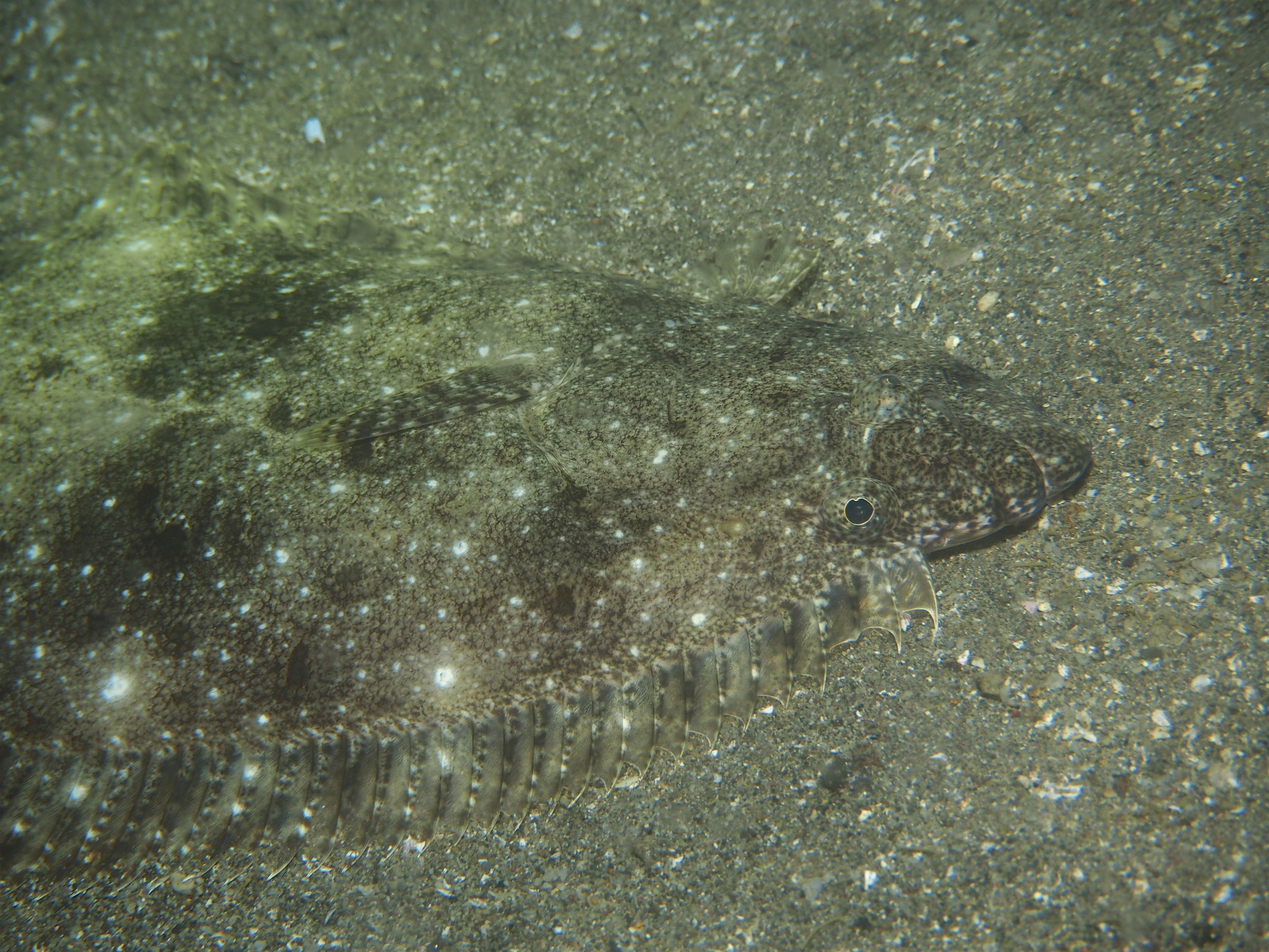image of paralichthys olivaceus \(bastard halibut\)