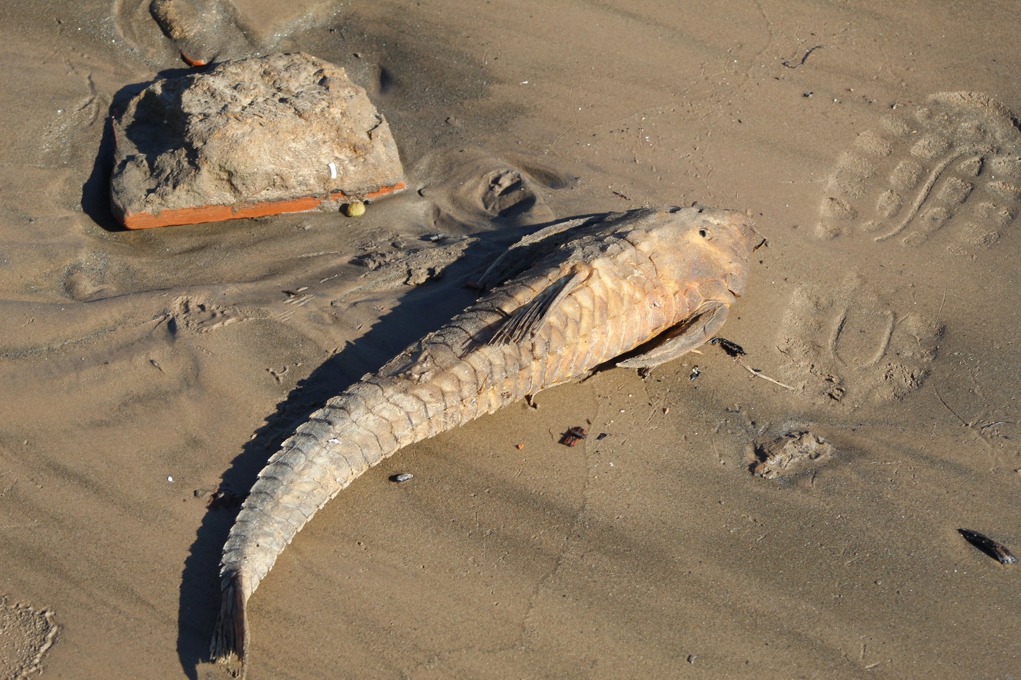 image of paraloricaria vetula