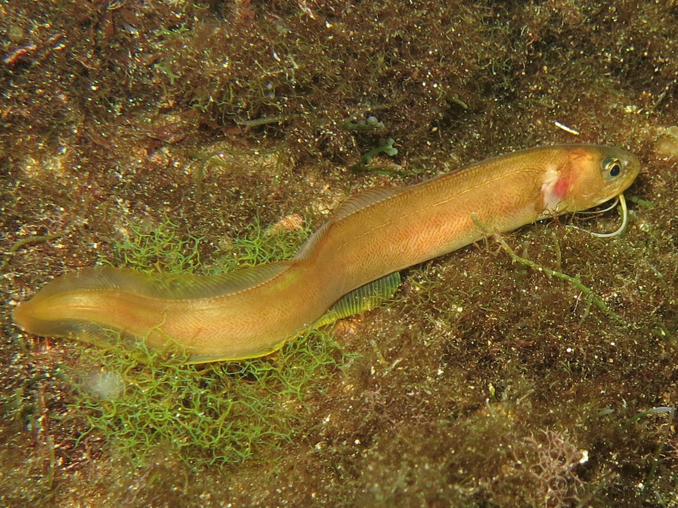 image of parophidion vassali