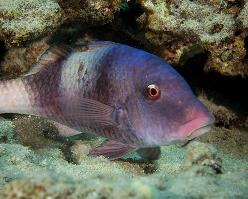 image of parupeneus insularis \(twosaddle goatfish\)