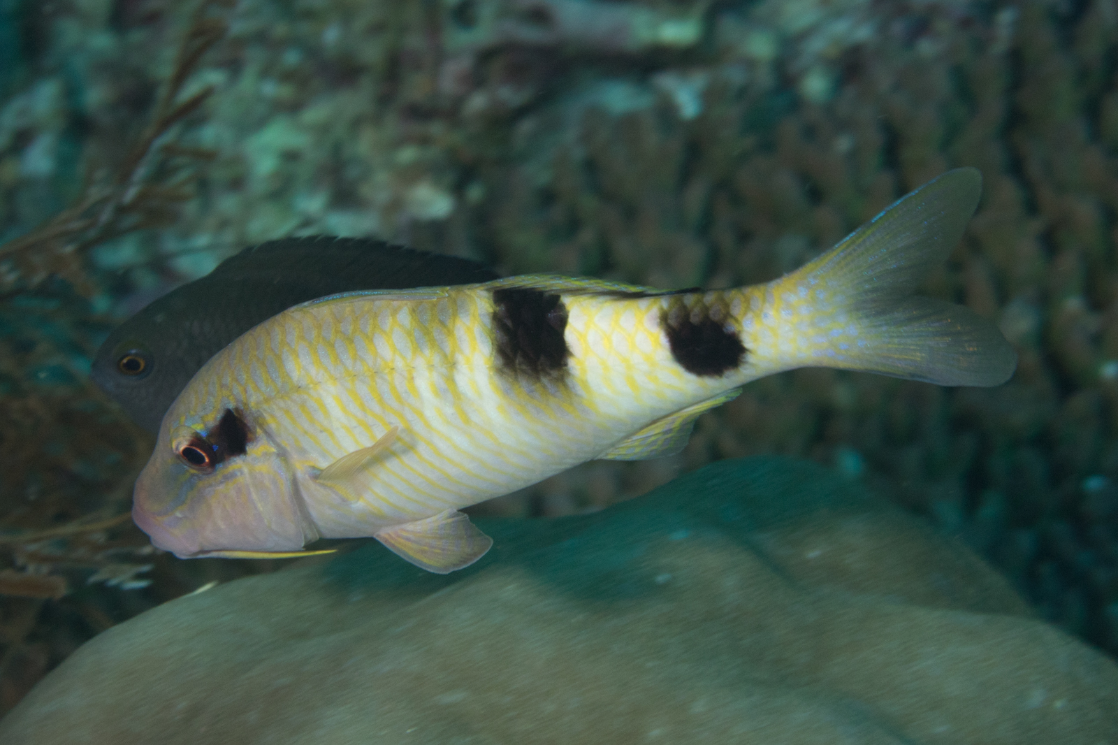 image of parupeneus multifasciatus \(manybar goatfish\)
