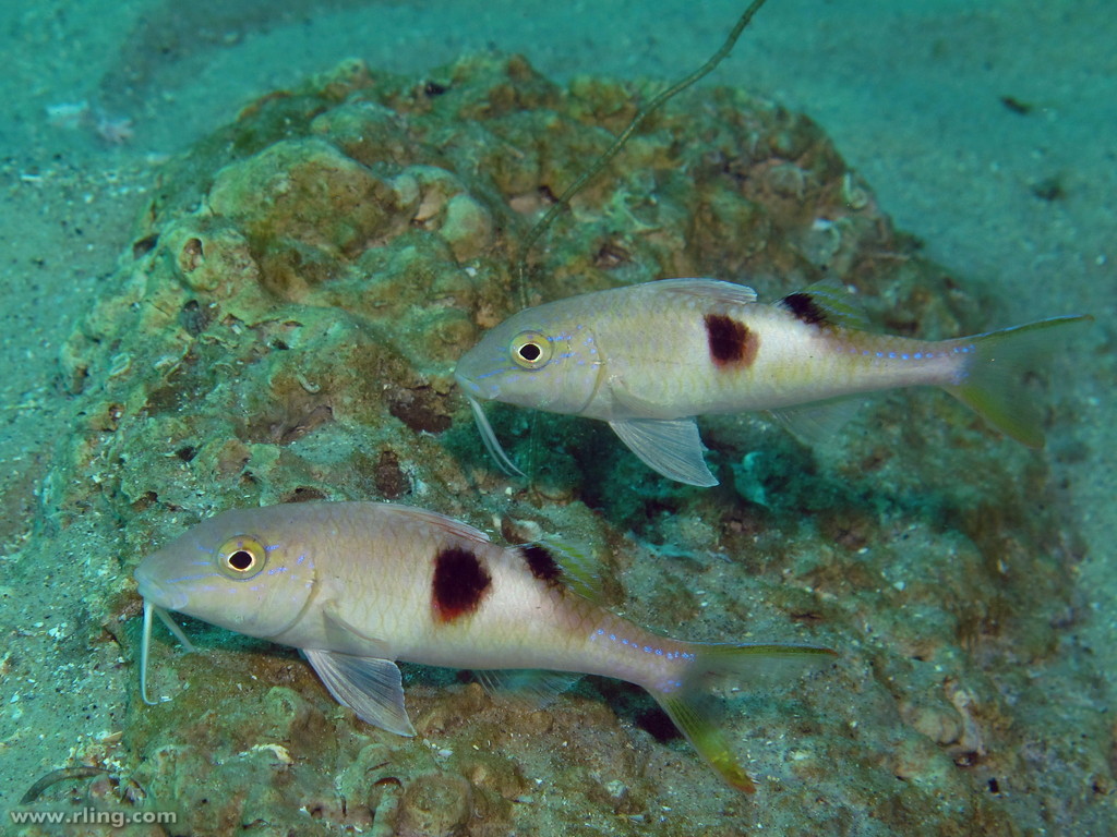 image of parupeneus pleurostigma \(sidespot goatfish\)