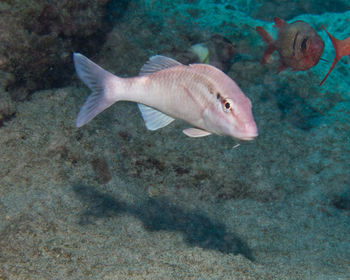 image of parupeneus porphyreus