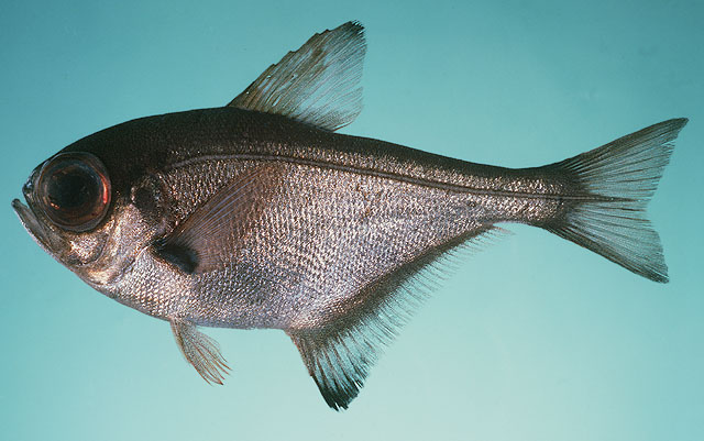 image of pempheris adspersa