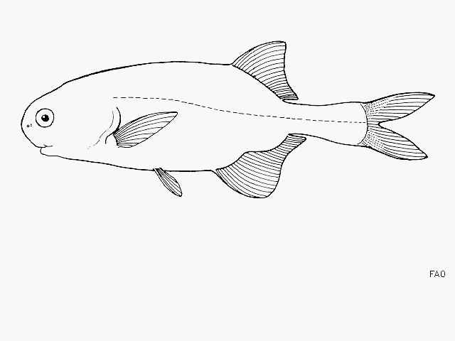 image of petrocephalus catostoma \(churchill\)