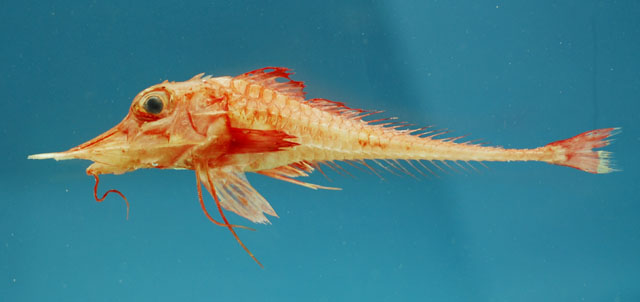 image of peristedion greyae