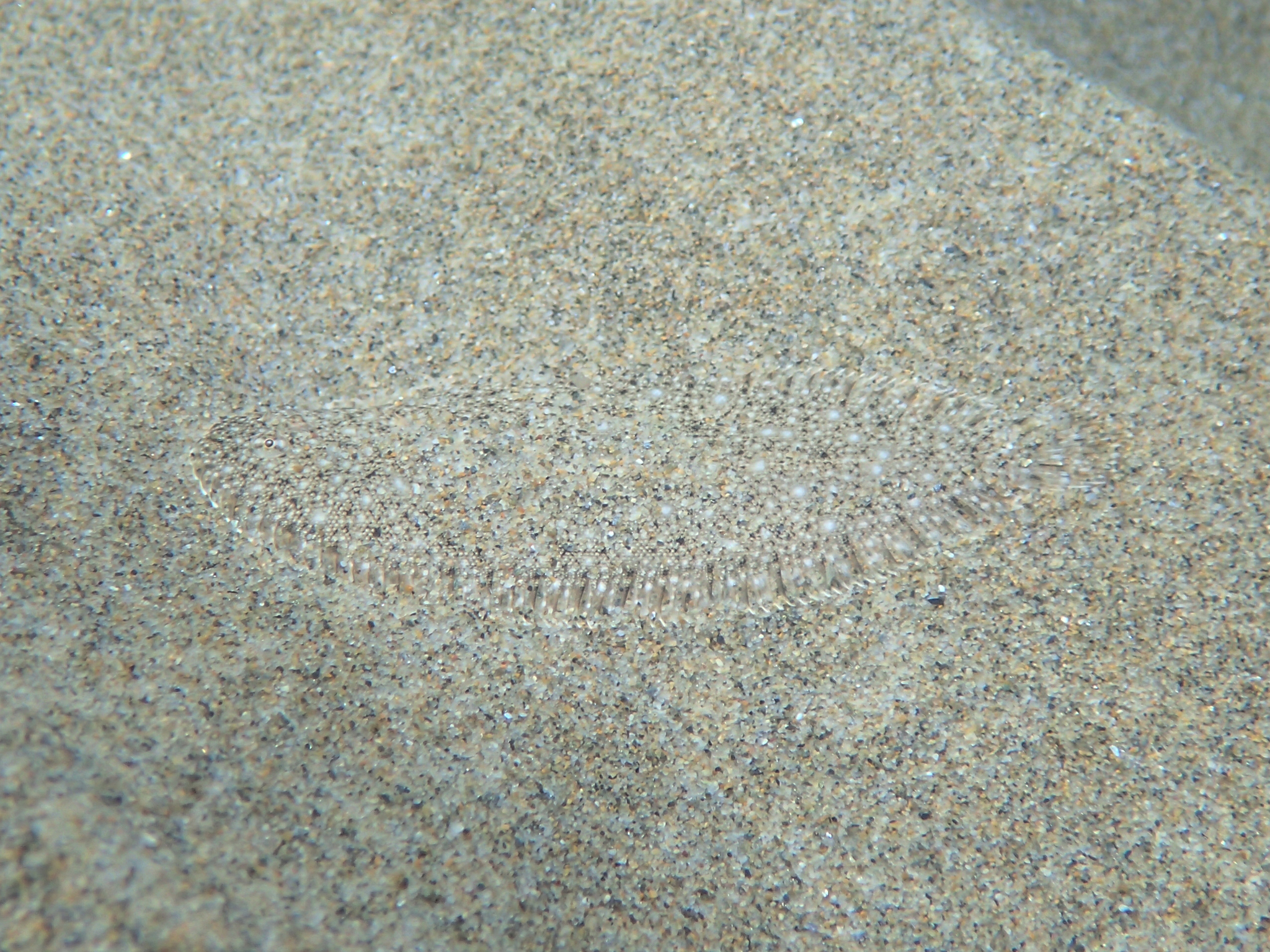 image of pegusa lascaris \(sand sole\)
