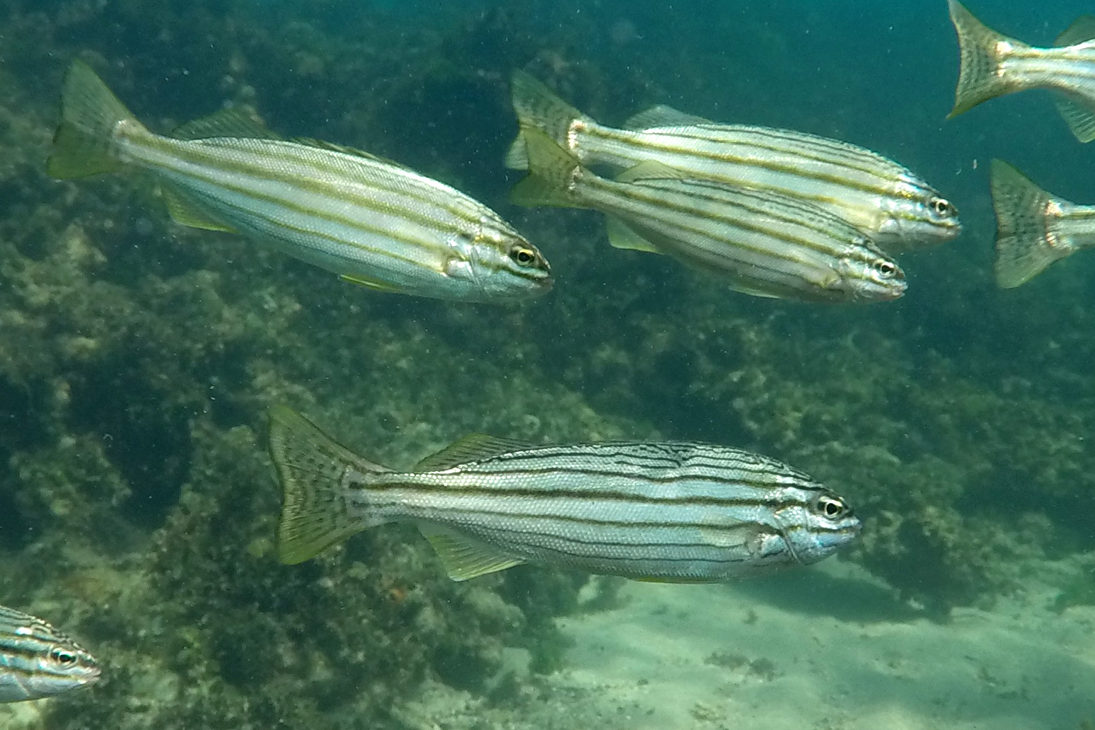 image of pelates octolineatus \(western striped grunter\)