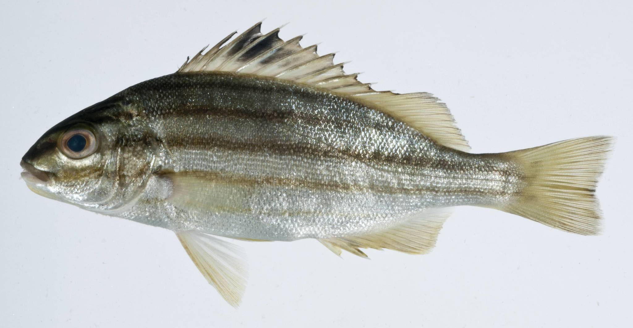 image of pelates quadrilineatus \(fourlined terapon\)