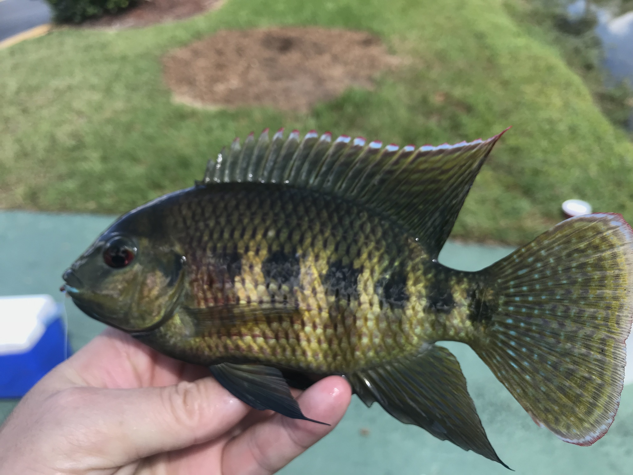 image of pelmatolapia mariae \(spotted tilapia\)