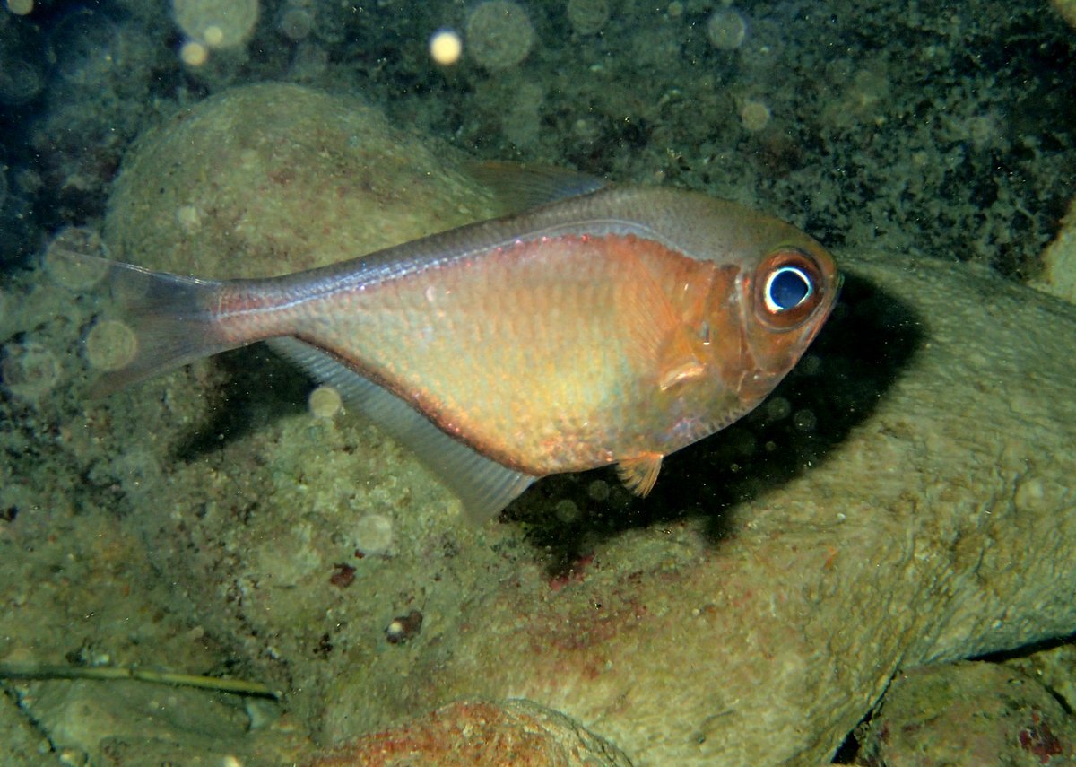 image of pempheris schomburgkii \(glassy sweeper\)