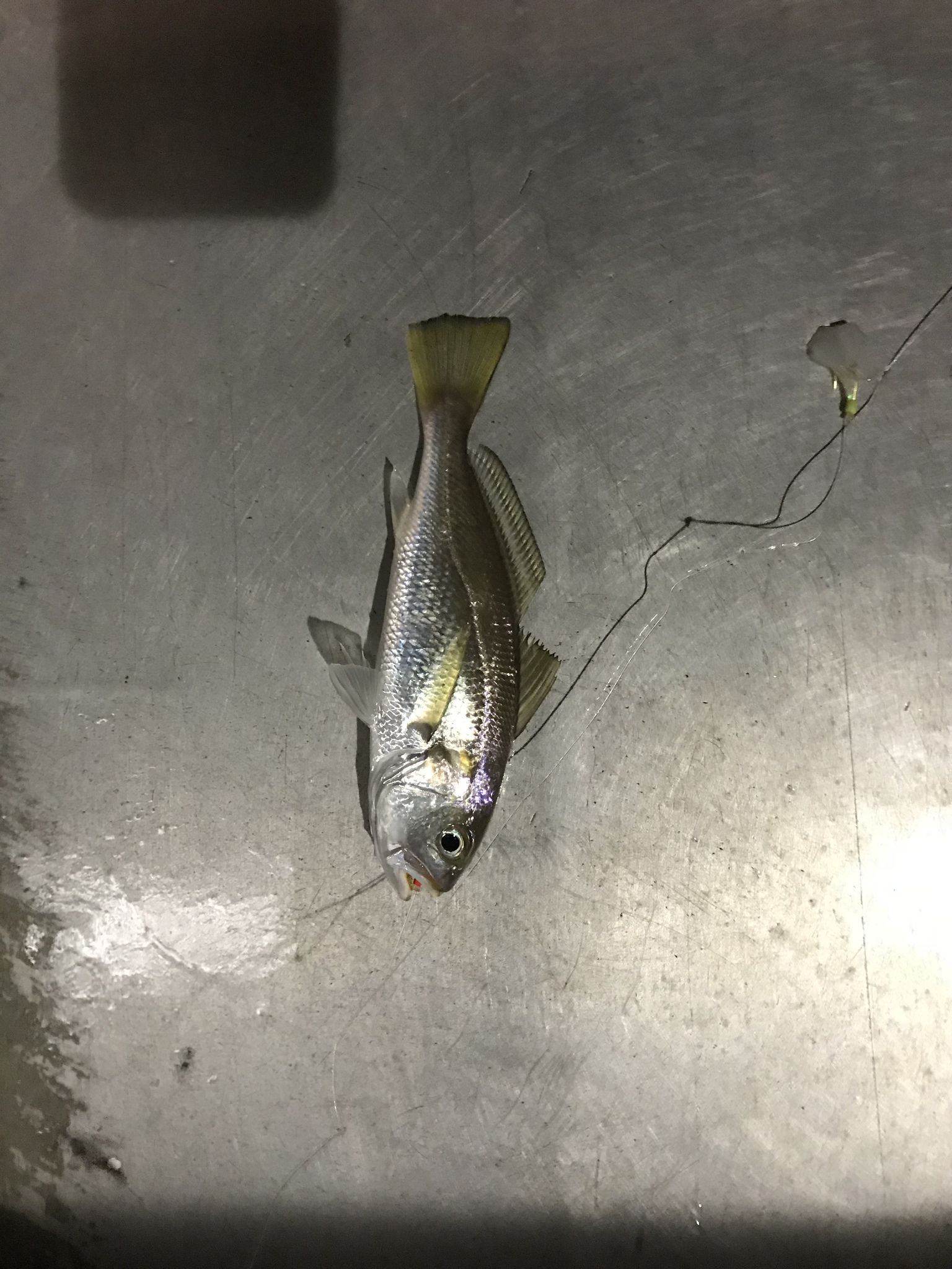 image of pennahia macrocephalus \(big-head pennah croaker\)