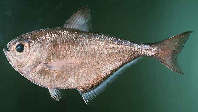 image of pempheris oualensis \(blackspot sweeper\)