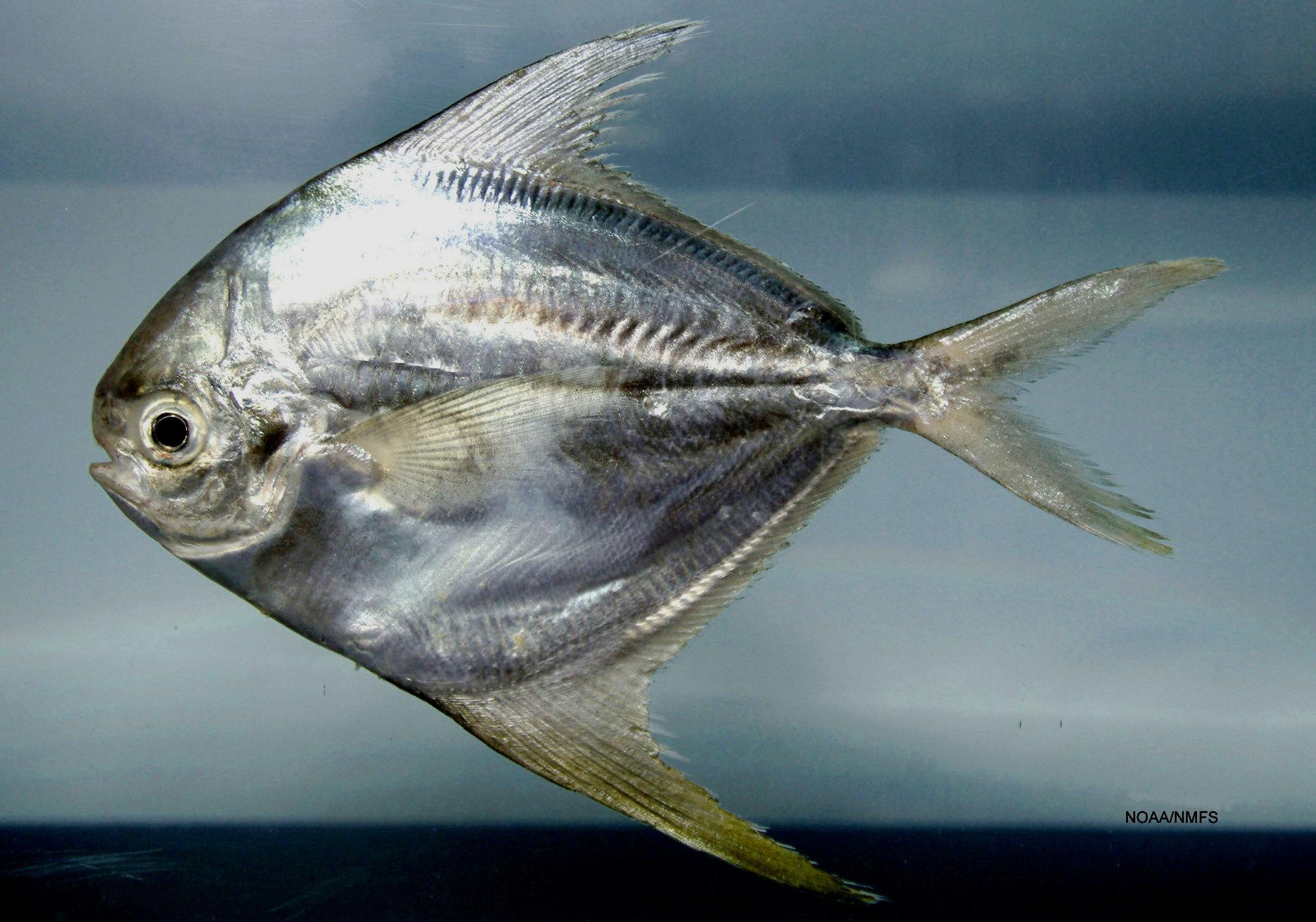 image of peprilus paru \(american harvestfish\)
