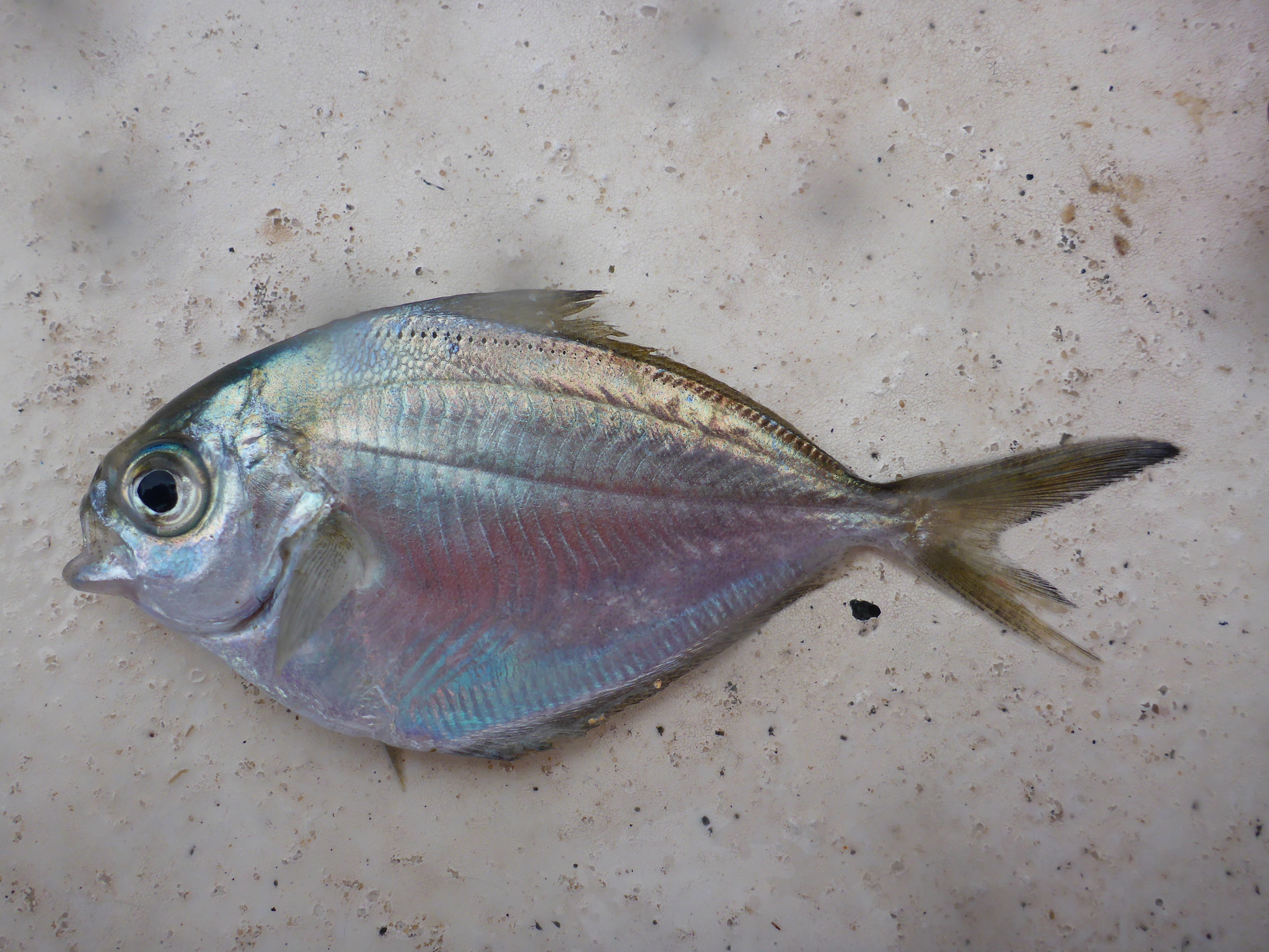 image of peprilus triacanthus \(atlantic butterfish\)