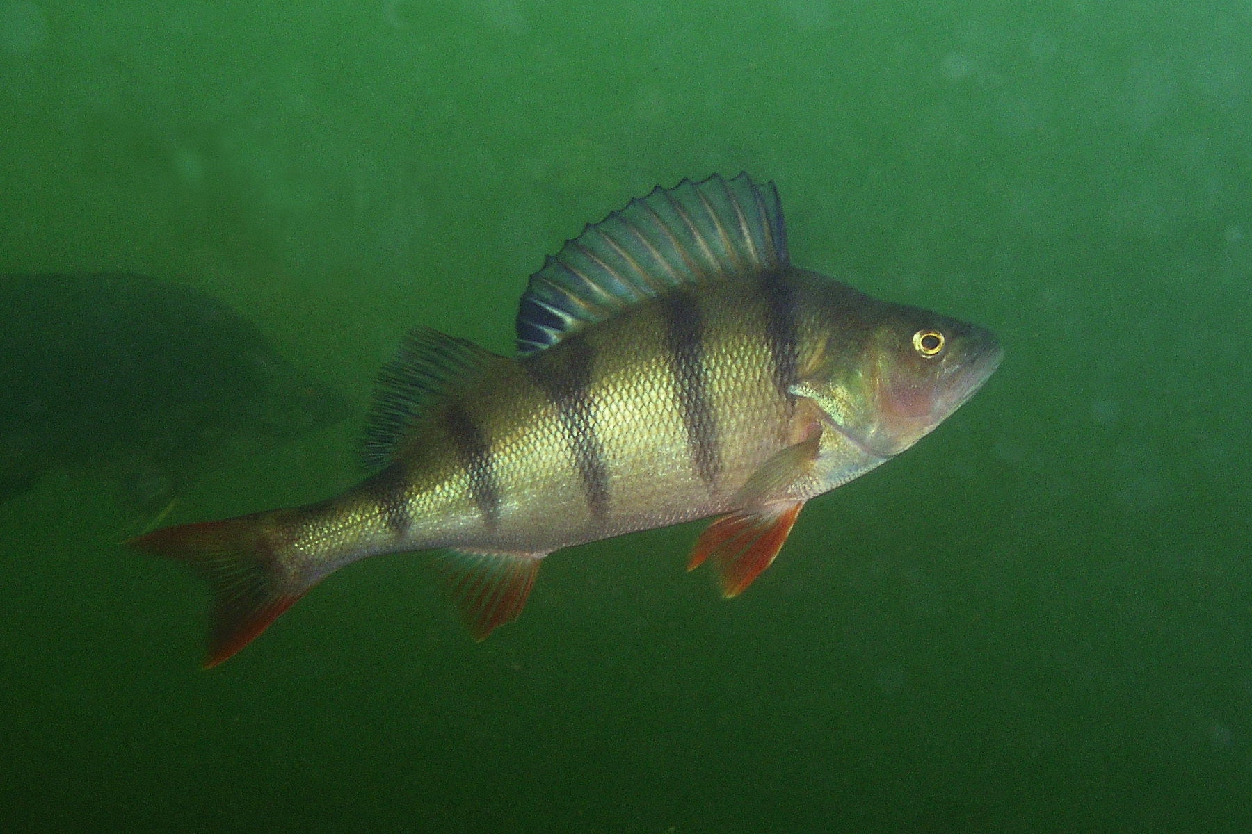image of perca fluviatilis \(european perch\)