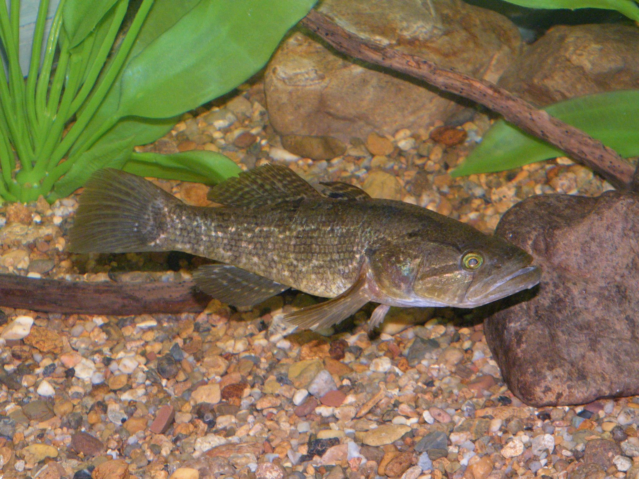 image of perccottus glenii \(chinese sleeper\)