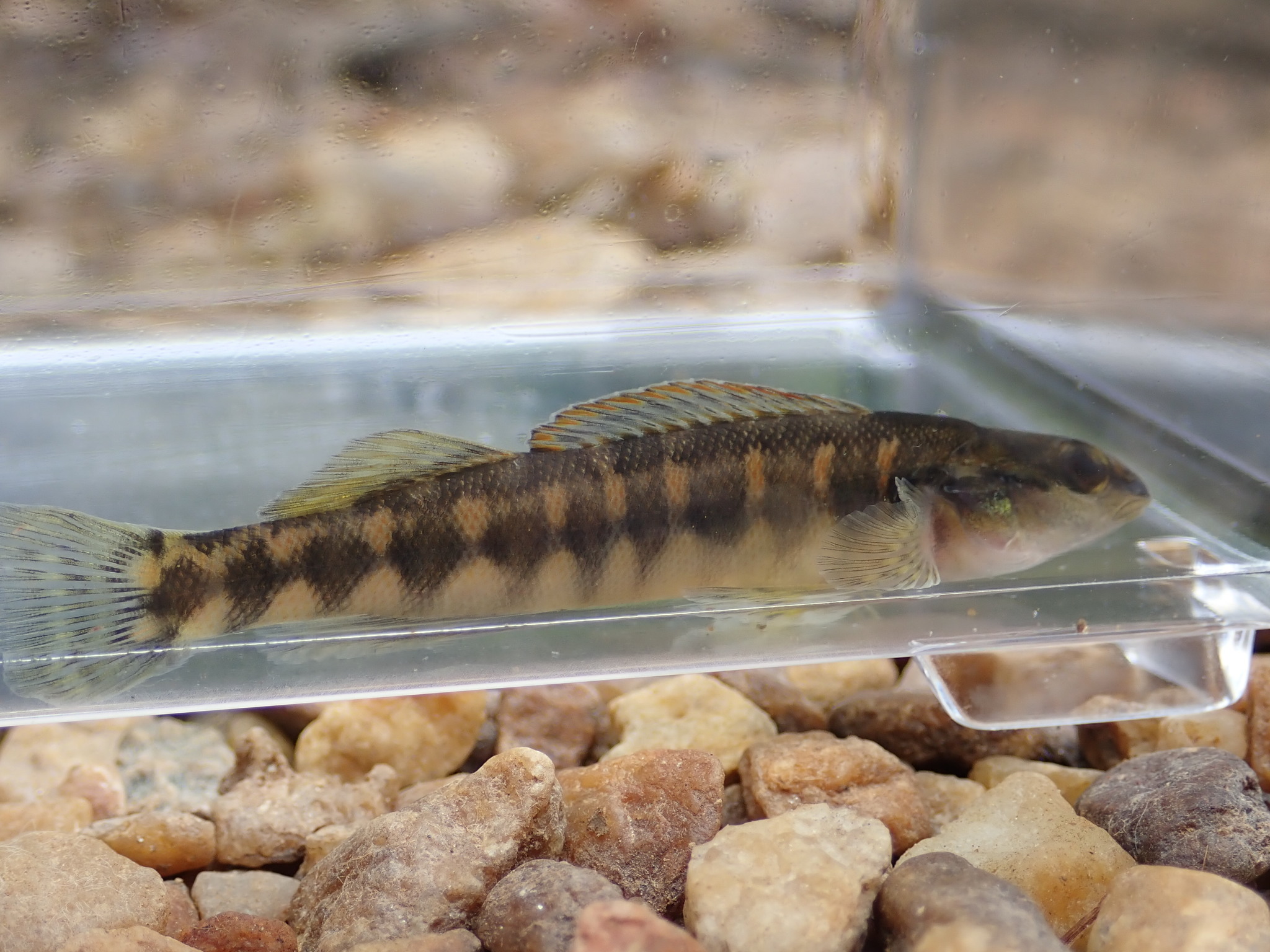 image of percina palmaris \(bronze darter\)