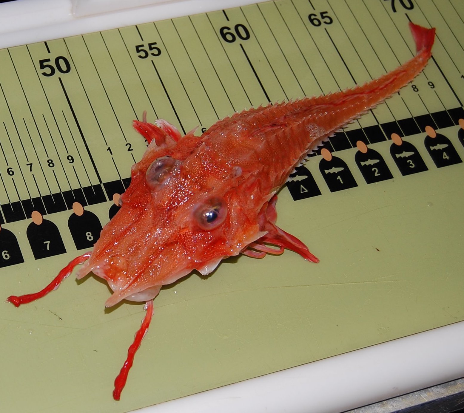 image of peristedion miniatum \(armored searobin\)