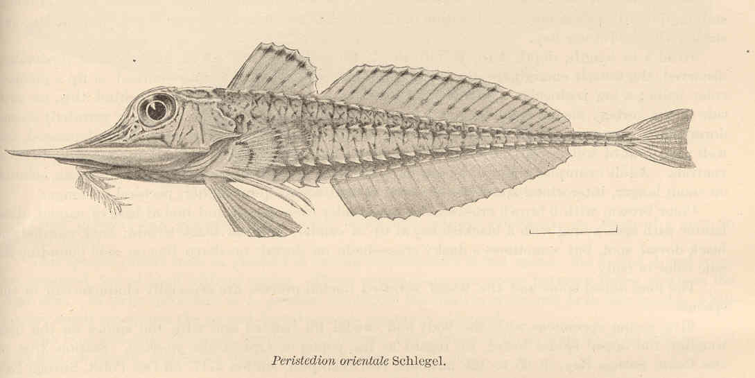 image of peristedion orientale
