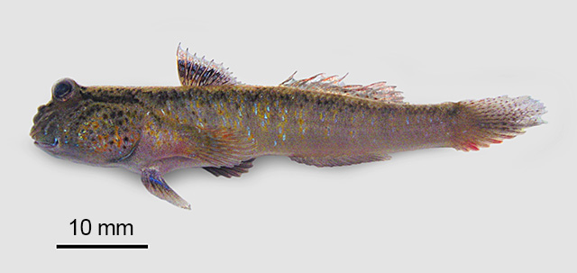 image of periophthalmodon septemradiatus