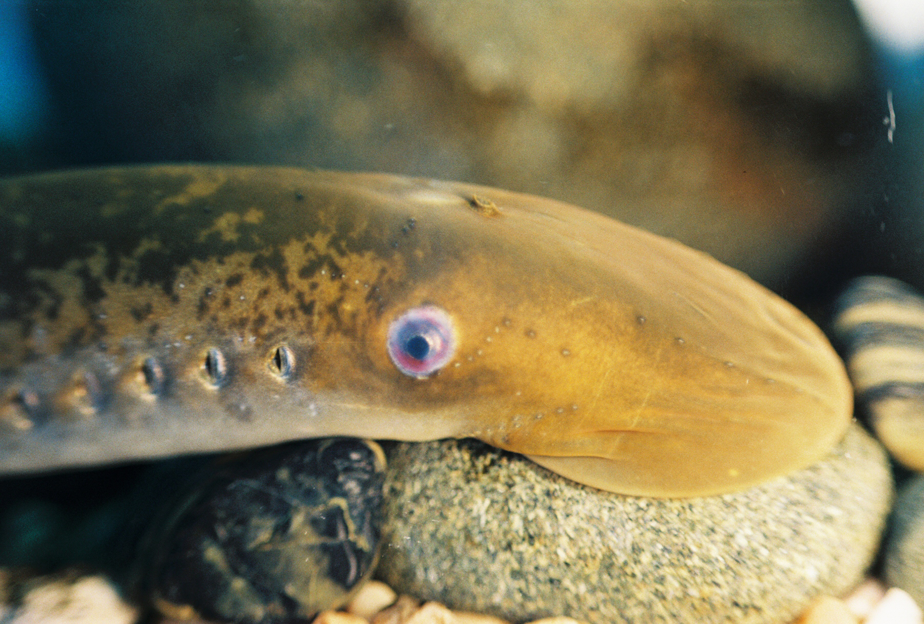 image of petromyzon marinus \(sea lamprey\)