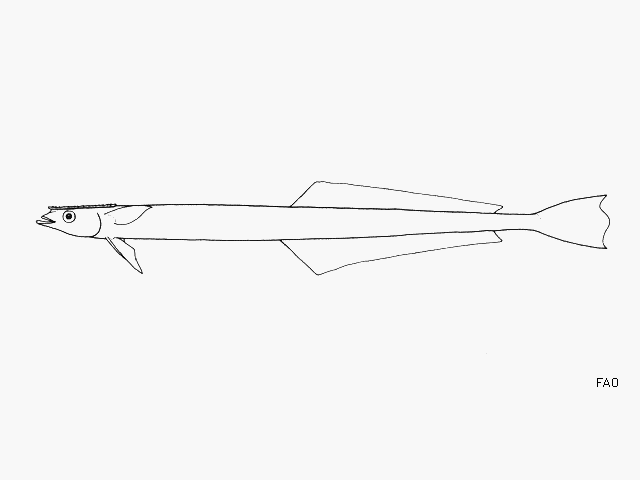 image of phtheirichthys lineatus \(slender suckerfish\)