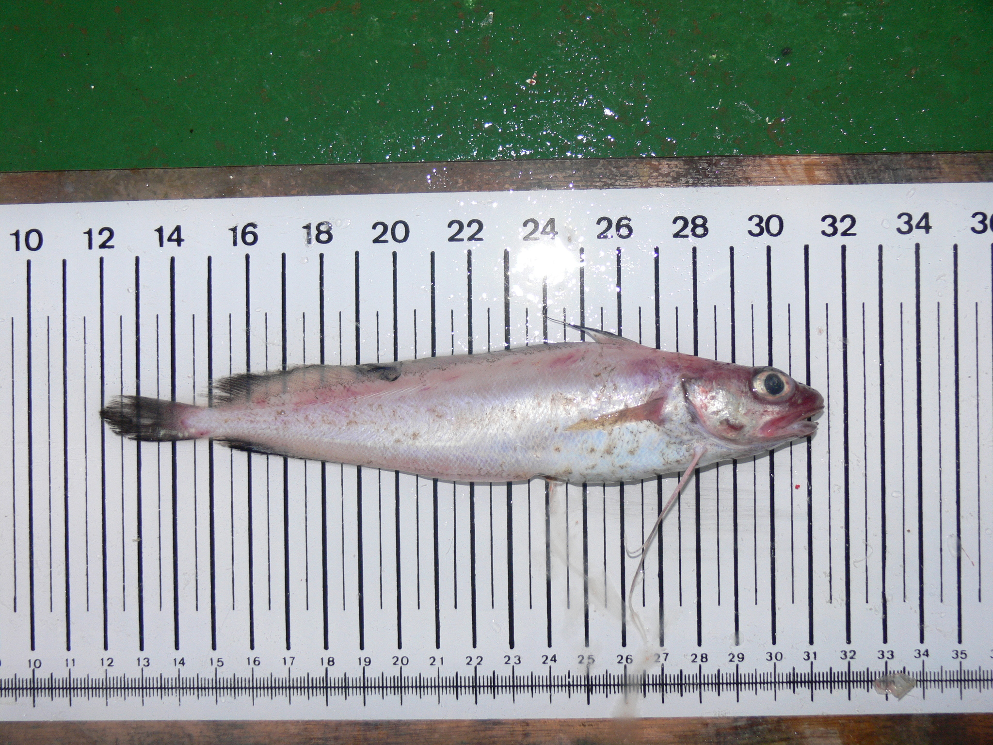 image of phycis blennoides \(greater forkbeard\)