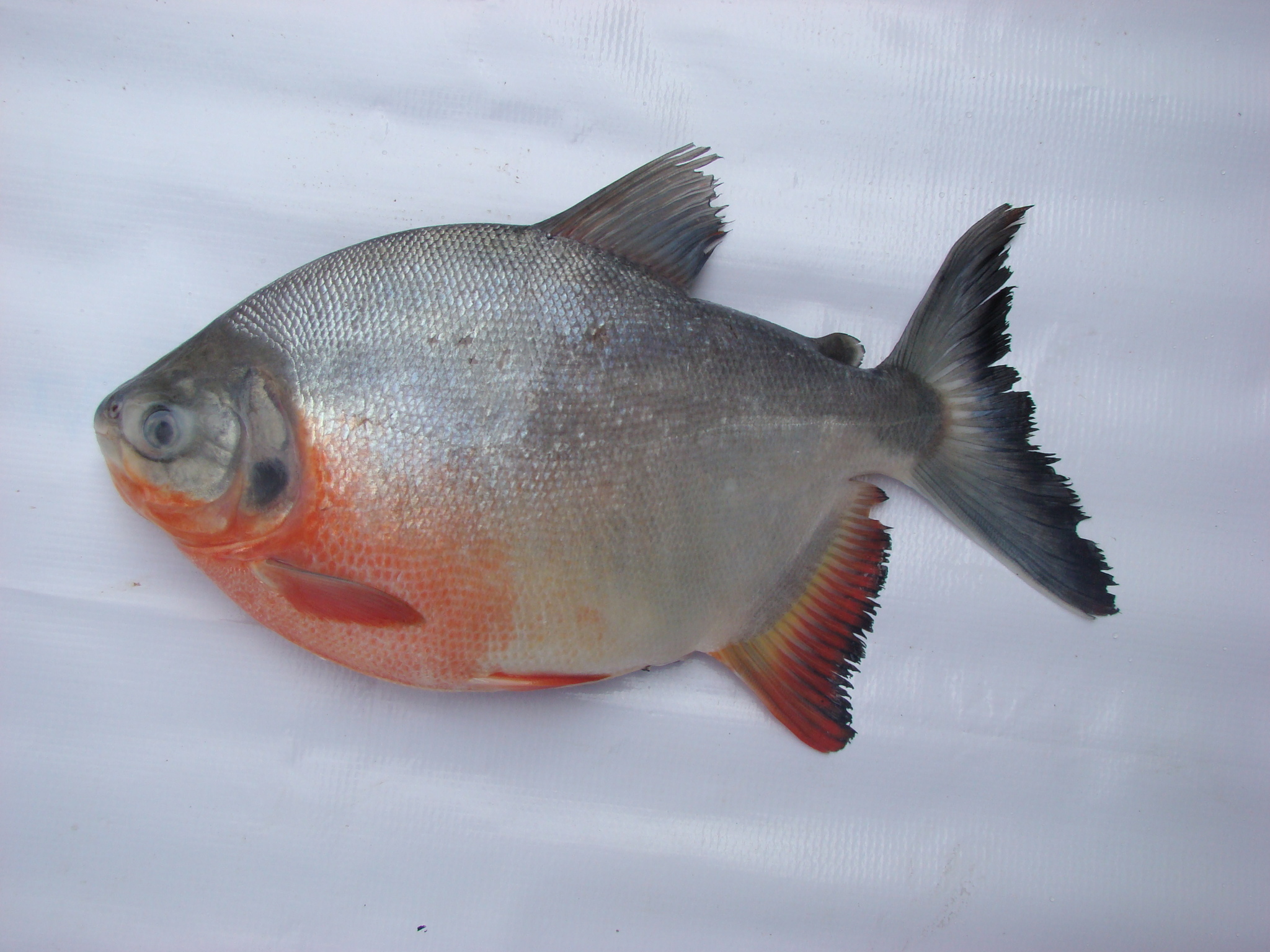 image of piaractus brachypomus \(pirapitinga\)