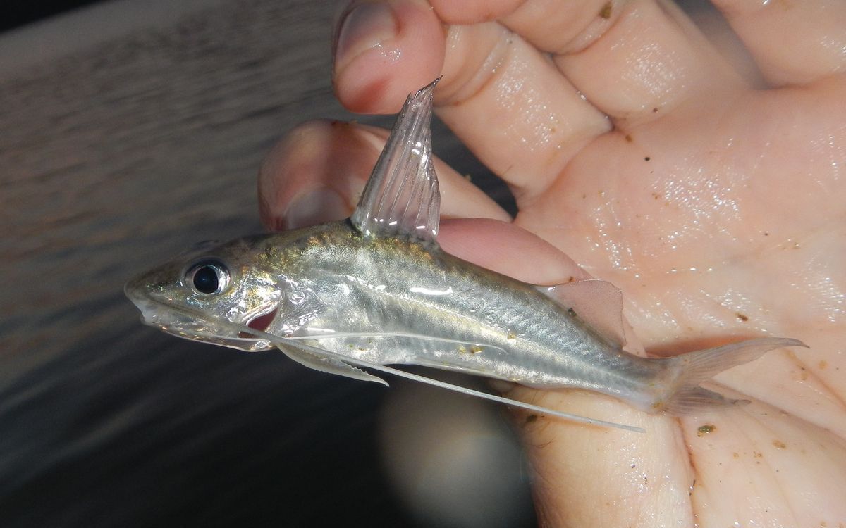 image of pimelodus blochii \(bloch's catfish\)