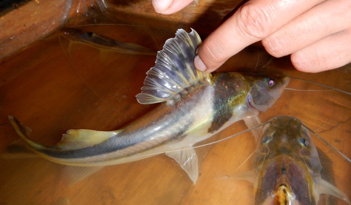 image of pimelodus ornatus