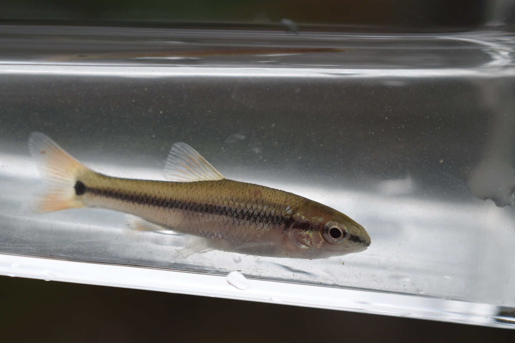 image of pimephales notatus \(bluntnose minnow\)