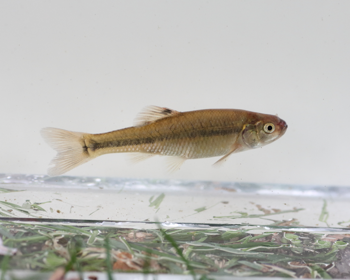 image of pimephales promelas \(fathead minnow\)