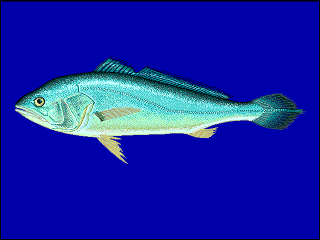 image of plagioscion squamosissimus \(south american silver croaker\)