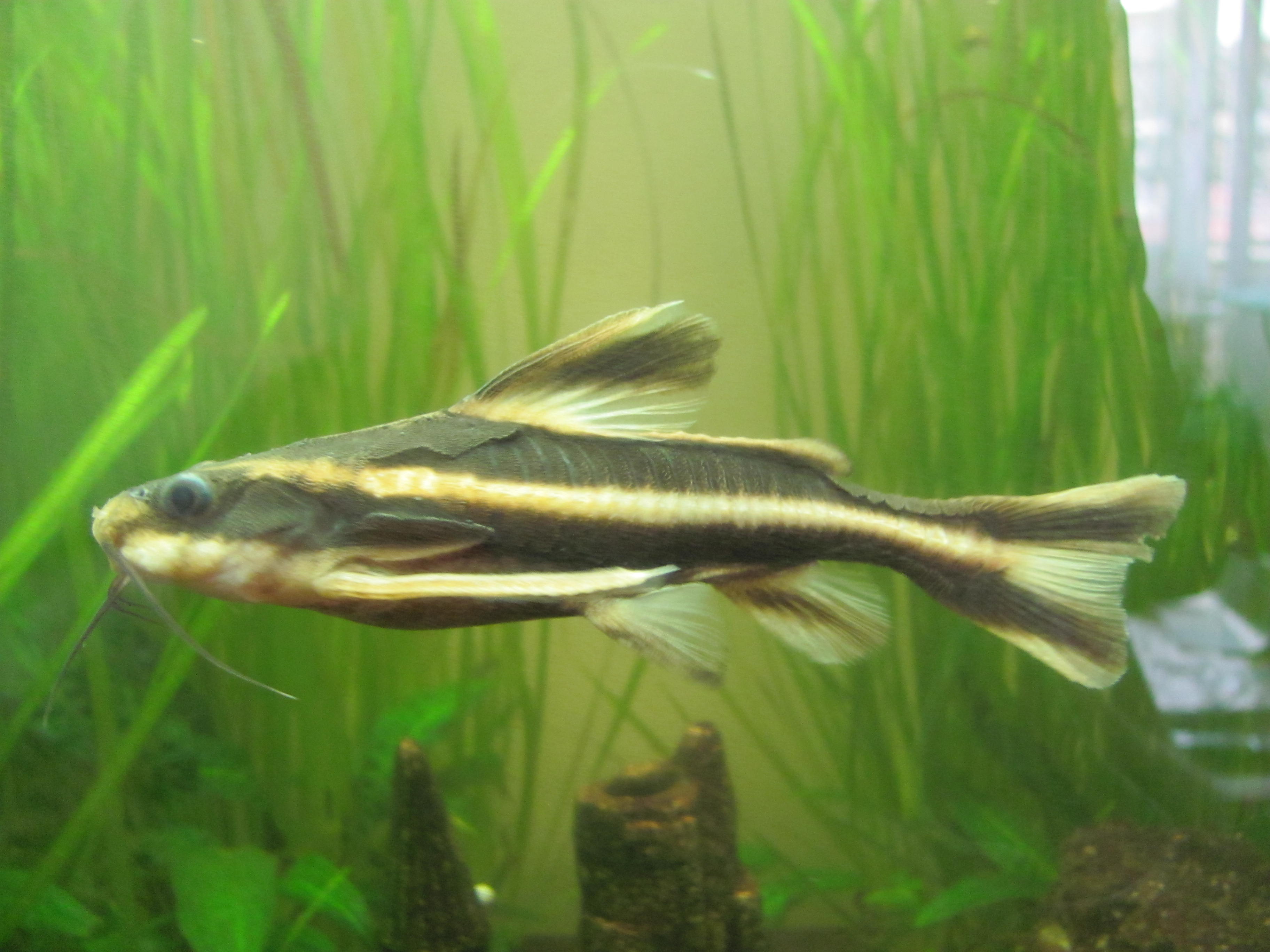 image of platydoras armatulus \(southern striped raphael\)