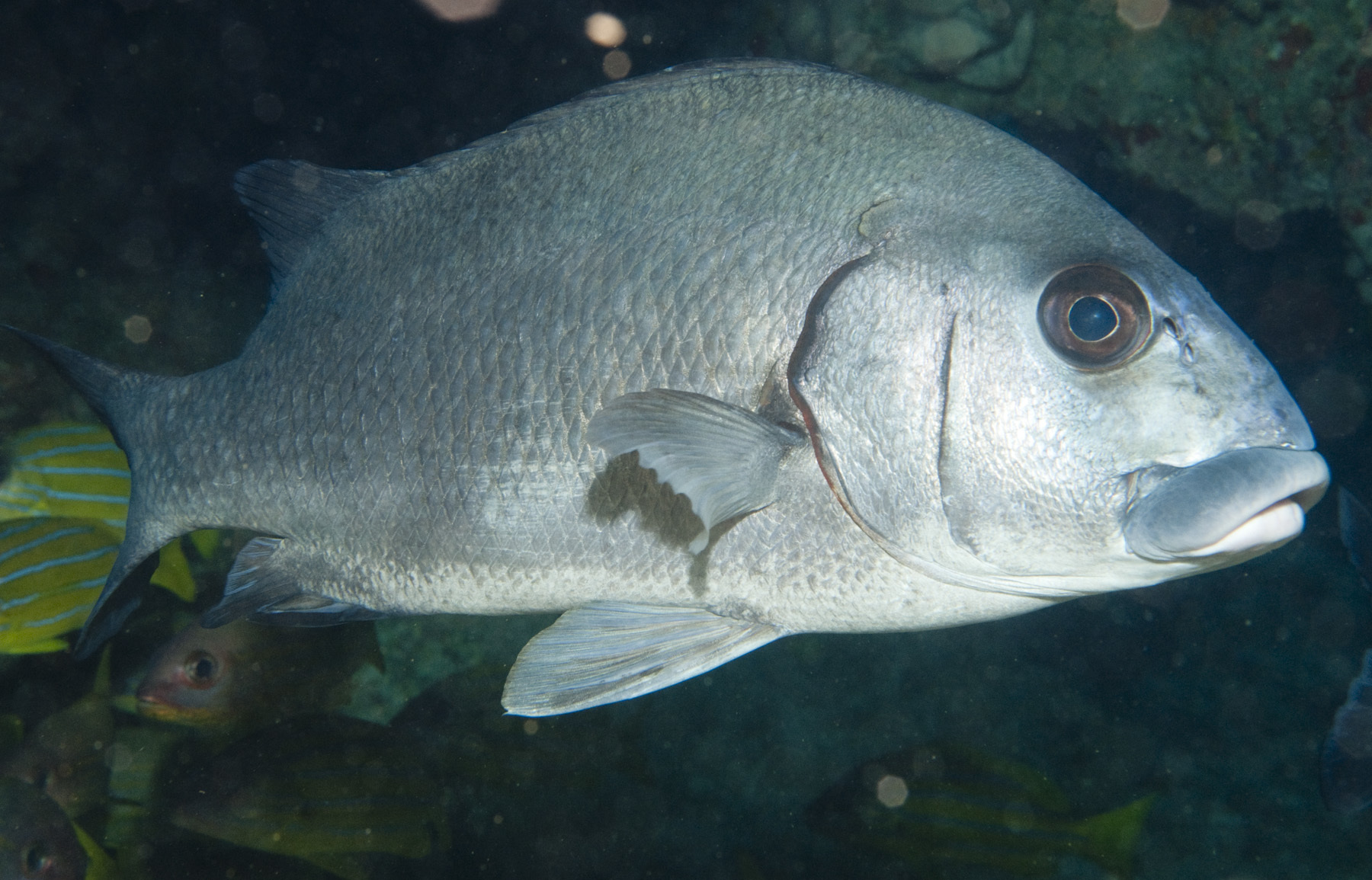 image of plectorhinchus gibbosus \(harry hotlips\)