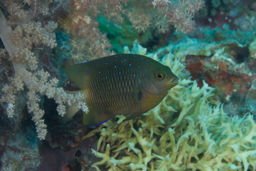 image of stegastes lacrymatus \(whitespotted devil\)