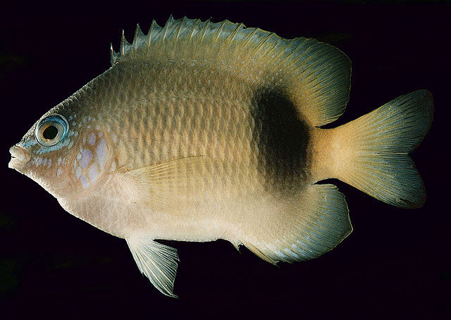 image of plectroglyphidodon johnstonianus \(johnston island damsel\)