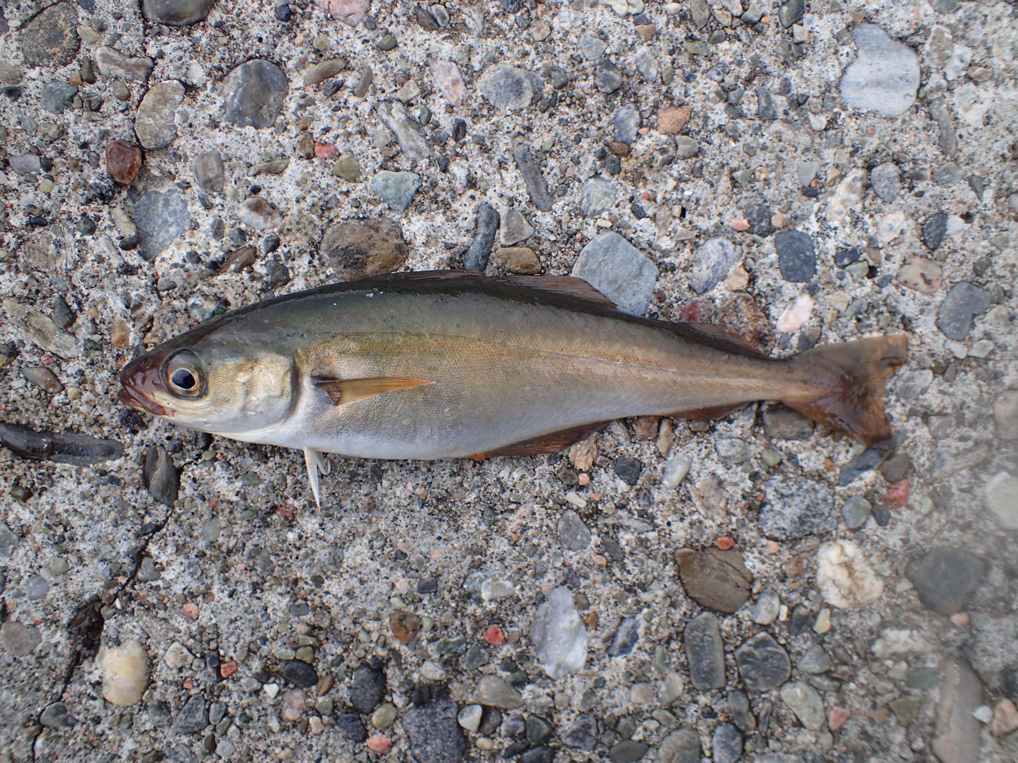 image of pollachius virens \(saithe\)