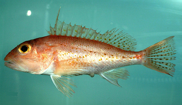 image of pontinus longispinis \(longspine scorpionfish\)