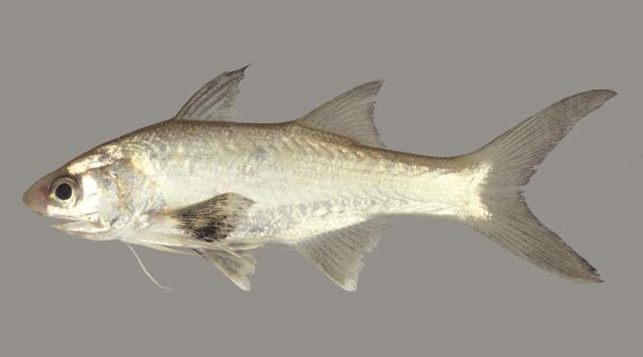 image of polydactylus virginicus \(barbu\)