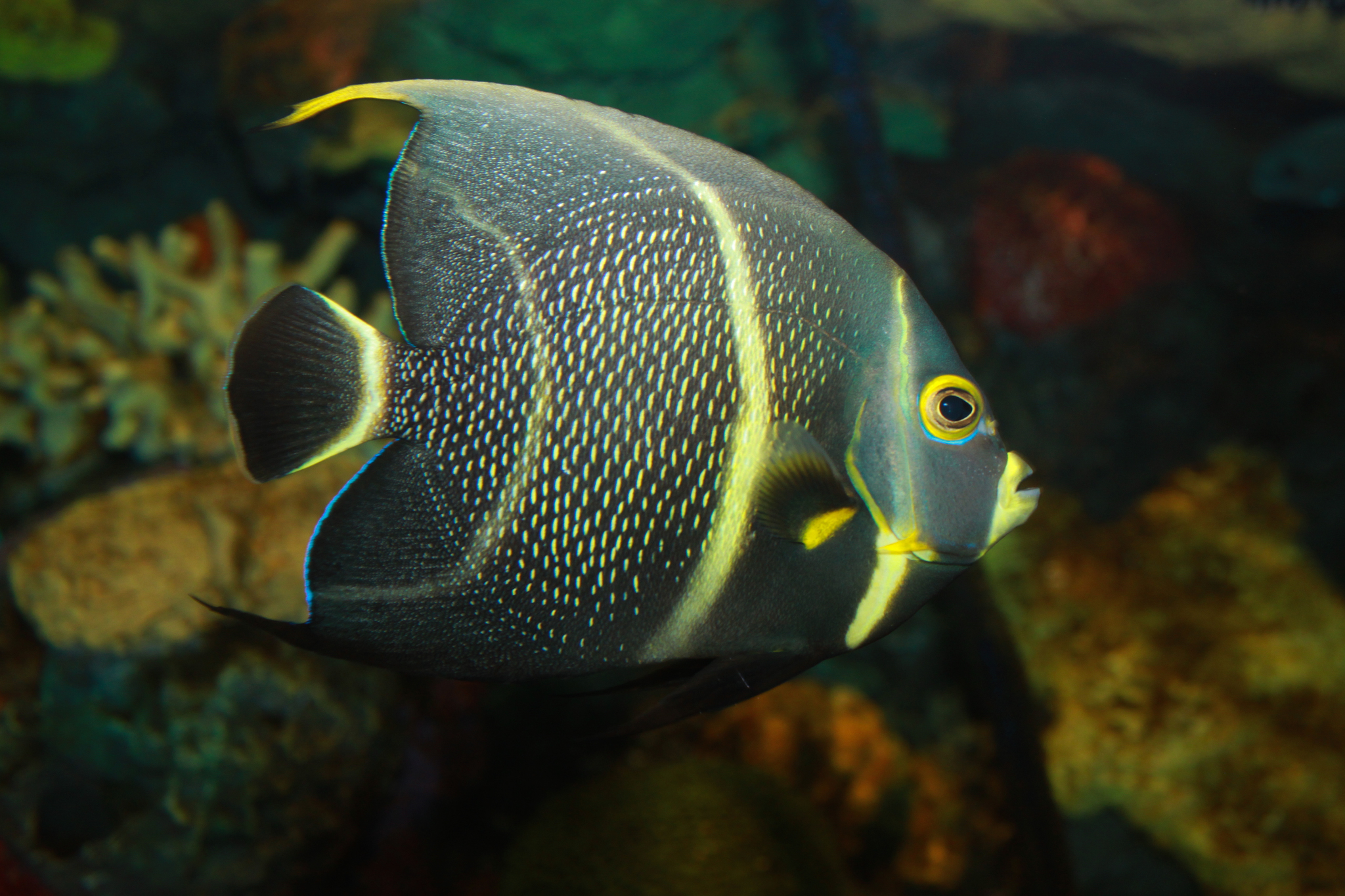 image of pomacanthus paru \(french angelfish\)