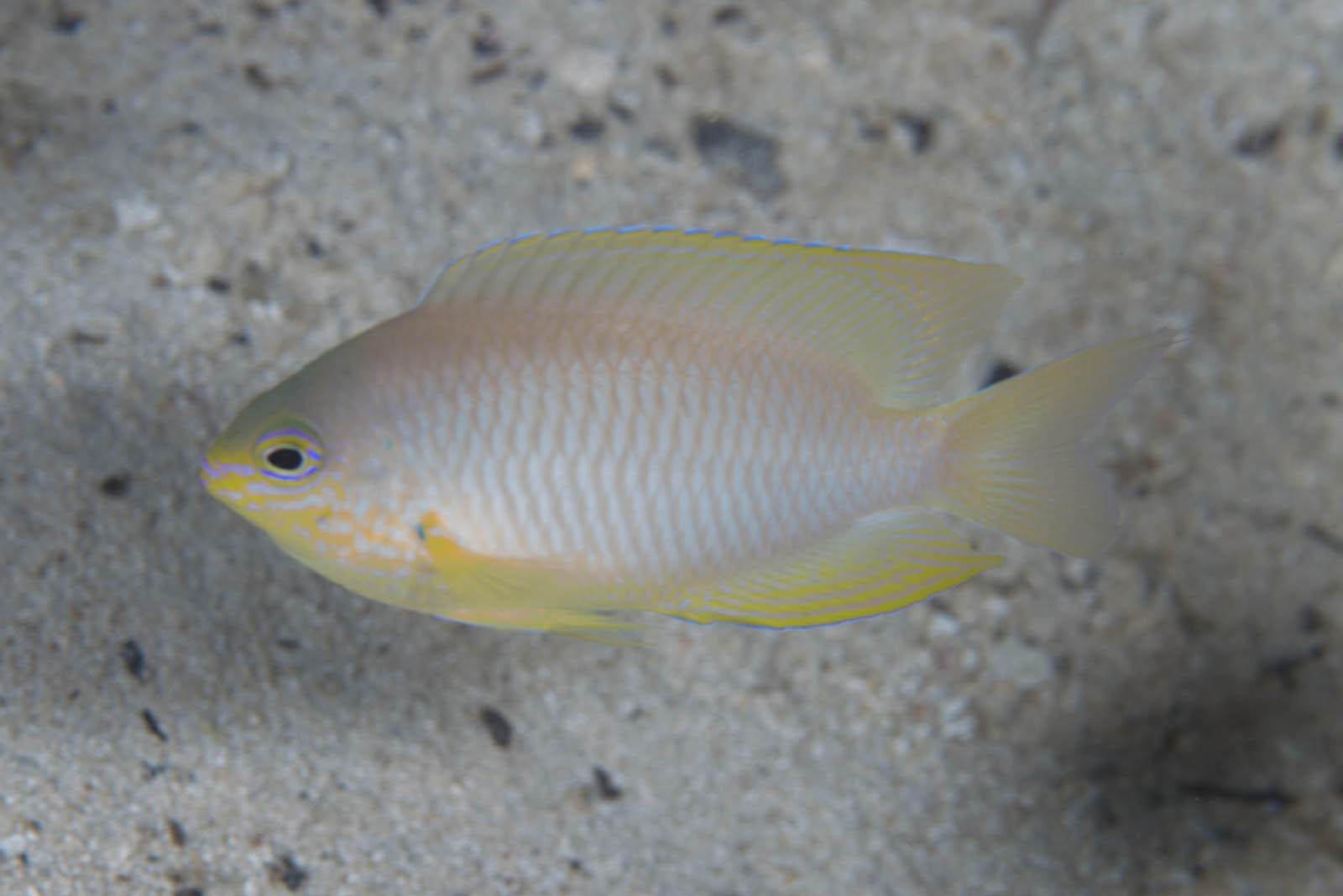 image of pomacentrus amboinensis \(ambon damsel\)