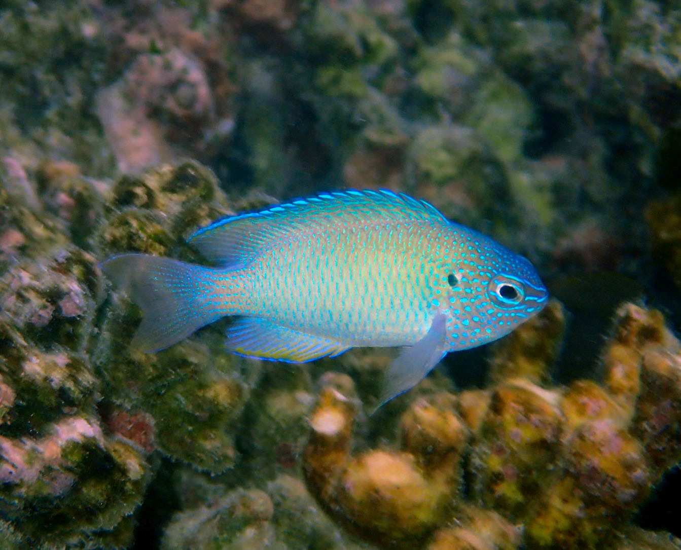 image of pomacentrus pavo \(sapphire damsel\)
