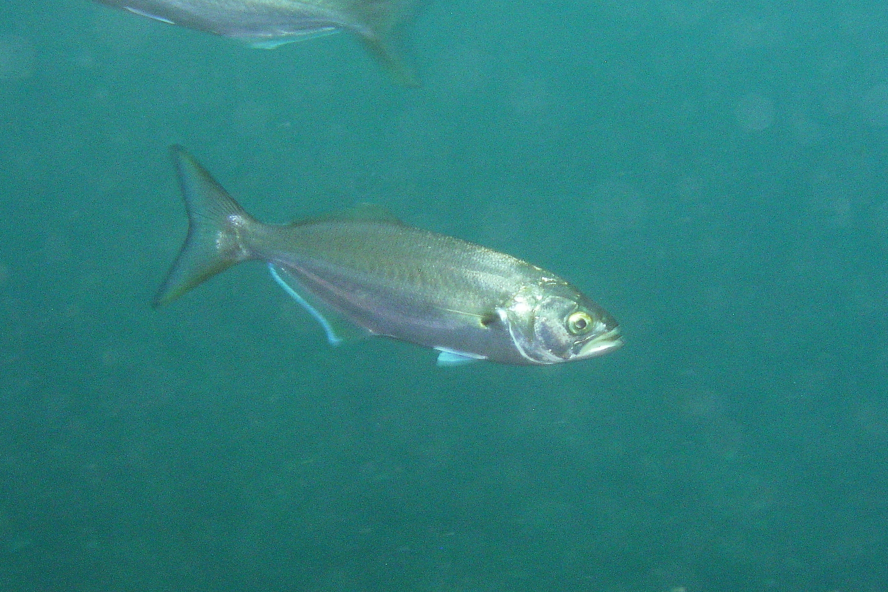 image of pomatomus saltatrix \(bluefish\)