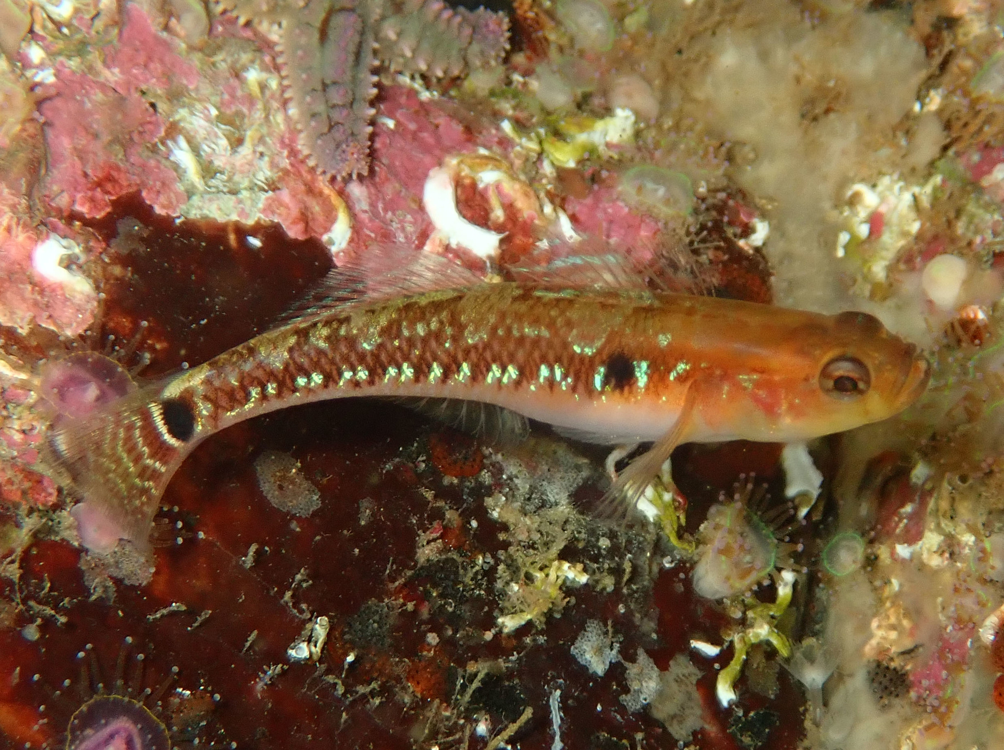 image of pomatoschistus flavescens \(two-spotted goby\)