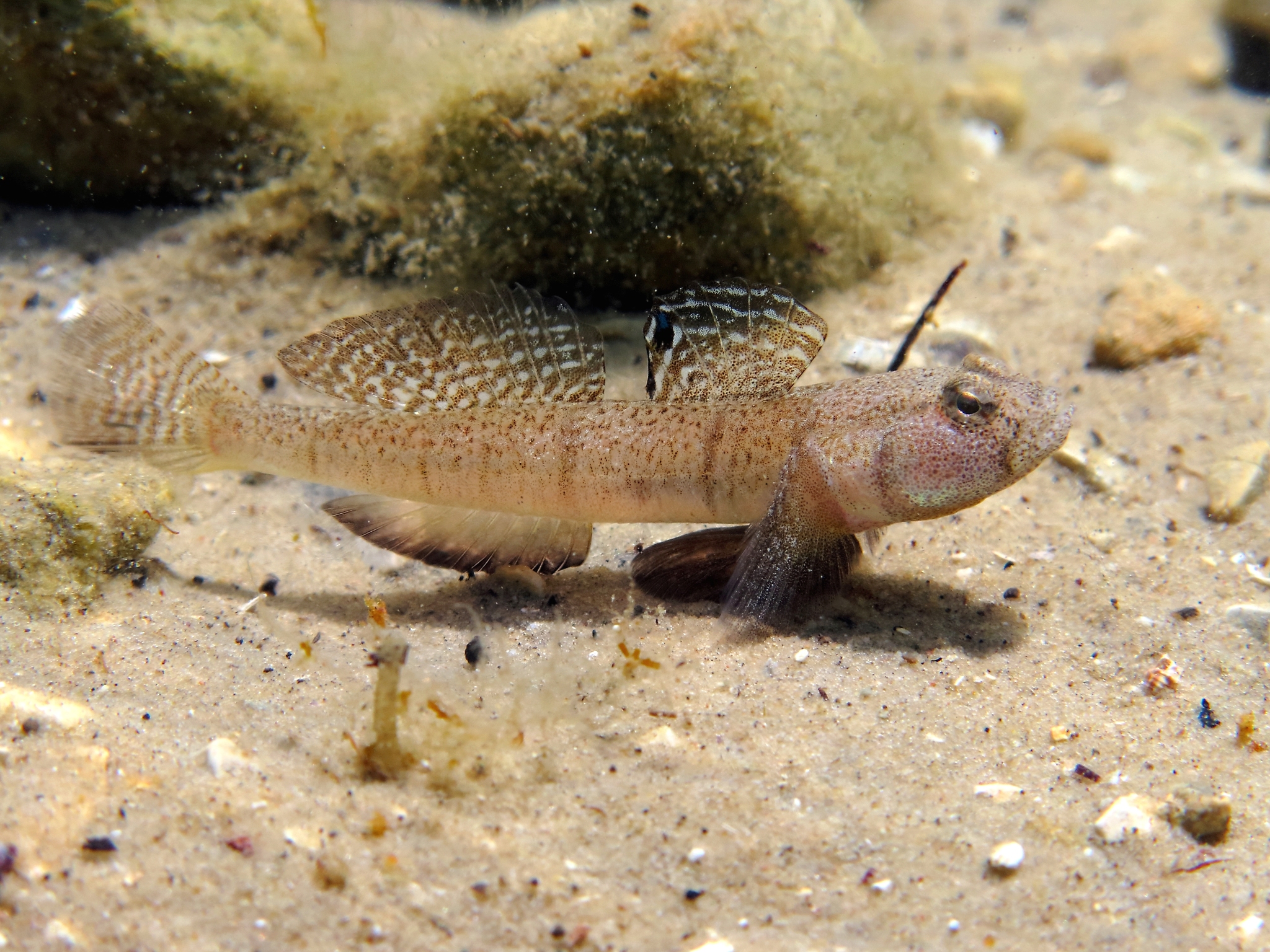 image of pomatoschistus marmoratus \(marbled goby\)